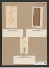 Navicula chersonensis Grun. (de-Toni-Nr.: Genus 1, Species 266) Zeichnungen Sammlung Grunow Nr. 612 (NHMW-BOT-W0366974)
